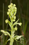 Green fringed orchid